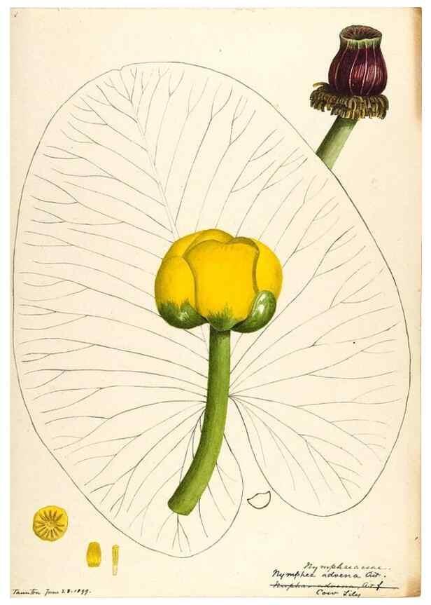 Reproducción/Reproduction 48788230472: [Water-color sketches of plants of North America and Europe]. . 