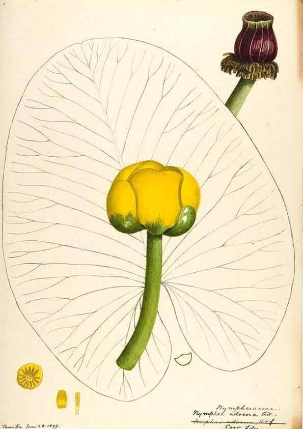 Reproducción/Reproduction 48788230472: [Water-color sketches of plants of North America and Europe]. . 