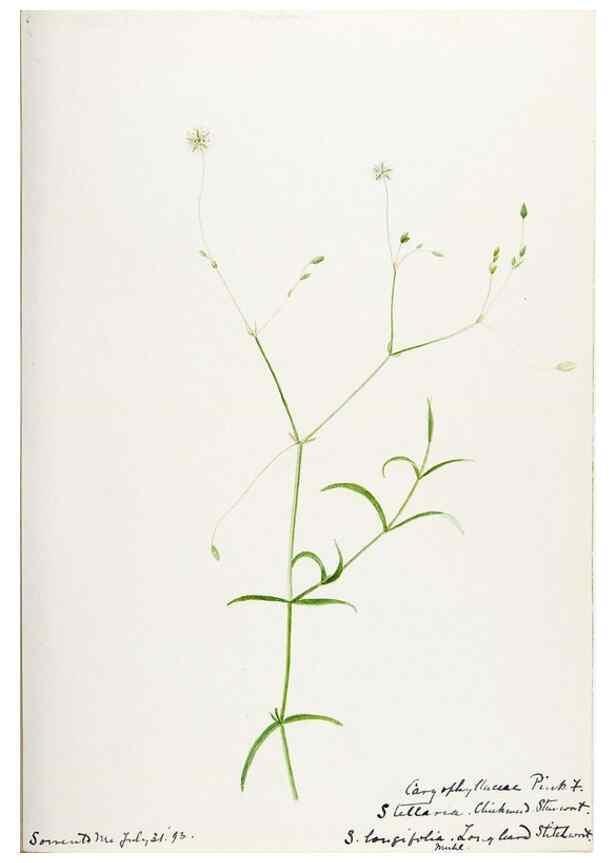 Reproducción/Reproduction 48788144072: [Water-color sketches of plants of North America and Europe]. . 