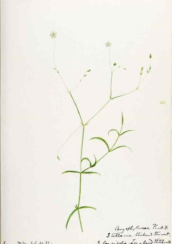 Reproducción/Reproduction 48788144072: [Water-color sketches of plants of North America and Europe]. . 