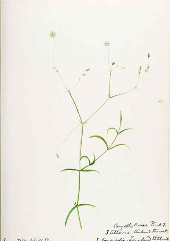 Reproducción/Reproduction 48788144072: [Water-color sketches of plants of North America and Europe]. . 
