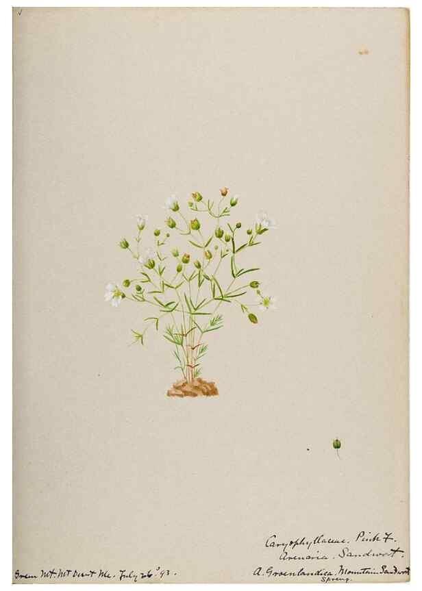 Reproducción/Reproduction 48787632498: [Water-color sketches of plants of North America and Europe]. . 