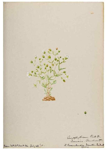 Reproducción/Reproduction 48787632498: [Water-color sketches of plants of North America and Europe]. . 