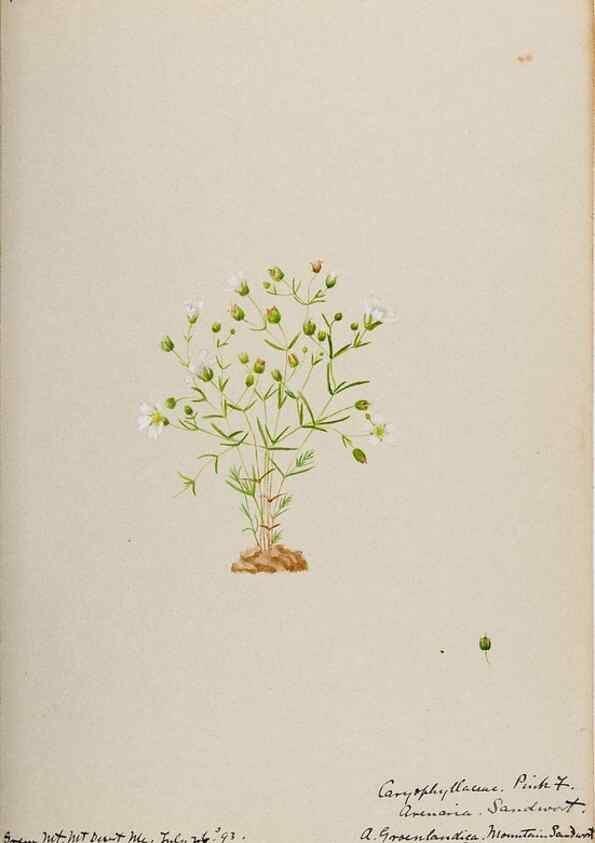 Reproducción/Reproduction 48787632498: [Water-color sketches of plants of North America and Europe]. . 