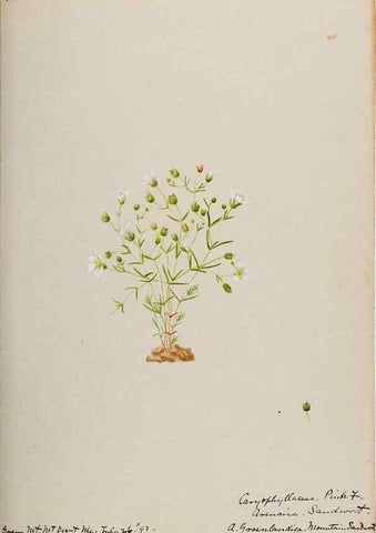 Reproducción/Reproduction 48787632498: [Water-color sketches of plants of North America and Europe]. . 