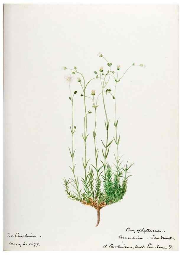 Reproducción/Reproduction 48787632228: [Water-color sketches of plants of North America and Europe]. . 