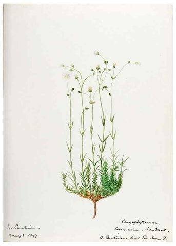 Reproducción/Reproduction 48787632228: [Water-color sketches of plants of North America and Europe]. . 