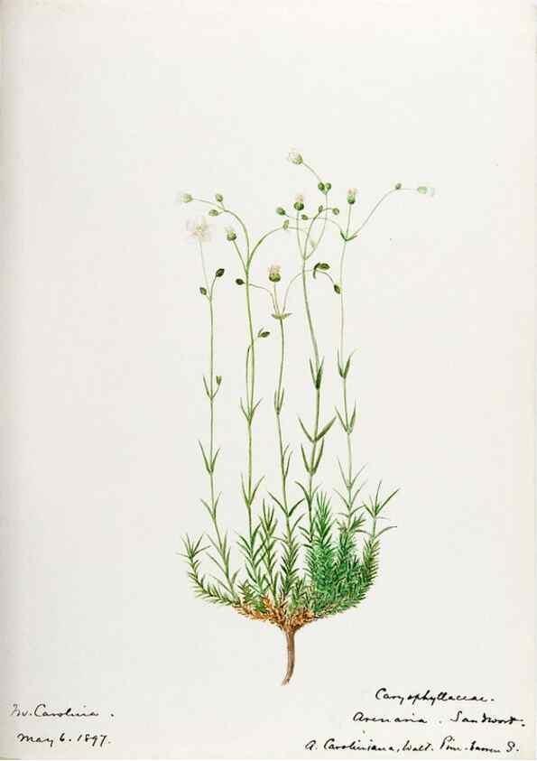 Reproducción/Reproduction 48787632228: [Water-color sketches of plants of North America and Europe]. . 