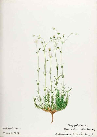Reproducción/Reproduction 48787632228: [Water-color sketches of plants of North America and Europe]. . 