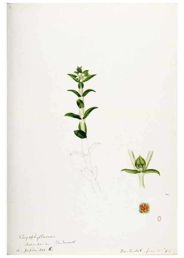 Reproducción/Reproduction 48787994451: [Water-color sketches of plants of North America and Europe]. . 