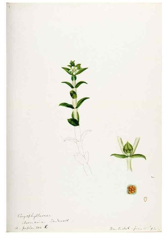 Reproducción/Reproduction 48787994451: [Water-color sketches of plants of North America and Europe]. . 