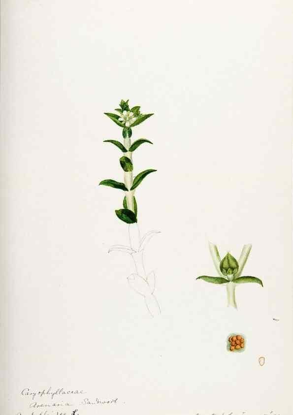 Reproducción/Reproduction 48787994451: [Water-color sketches of plants of North America and Europe]. . 