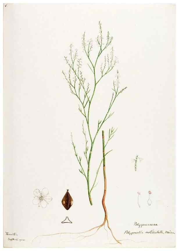 Reproducción/Reproduction 48788137382: [Water-color sketches of plants of North America and Europe]. . 