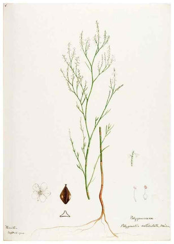 Reproducción/Reproduction 48788137382: [Water-color sketches of plants of North America and Europe]. . 