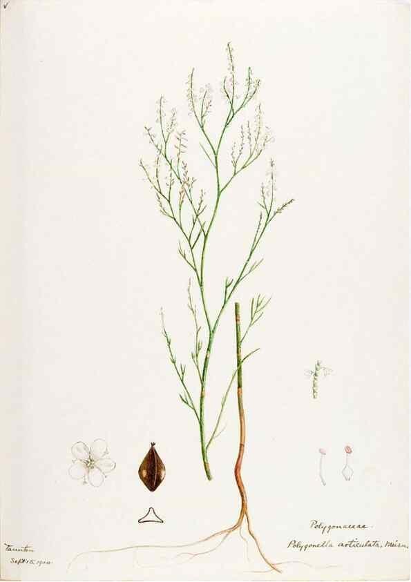 Reproducción/Reproduction 48788137382: [Water-color sketches of plants of North America and Europe]. . 