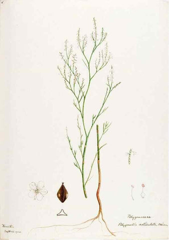 Reproducción/Reproduction 48788137382: [Water-color sketches of plants of North America and Europe]. . 