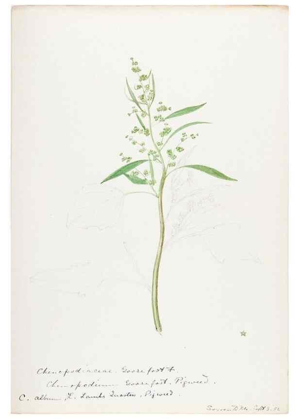 Reproducción/Reproduction 48788137707: [Water-color sketches of plants of North America and Europe]. . 