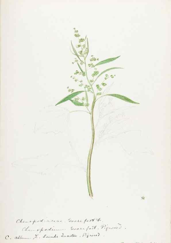 Reproducción/Reproduction 48788137707: [Water-color sketches of plants of North America and Europe]. . 