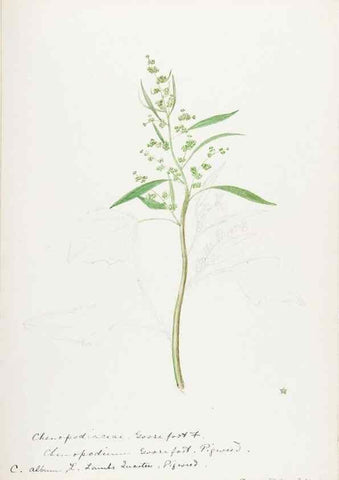 Reproducción/Reproduction 48788137707: [Water-color sketches of plants of North America and Europe]. . 