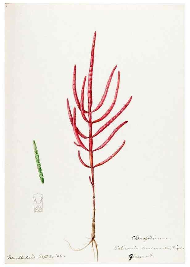 Reproducción/Reproduction 48787627018: [Water-color sketches of plants of North America and Europe]. . 