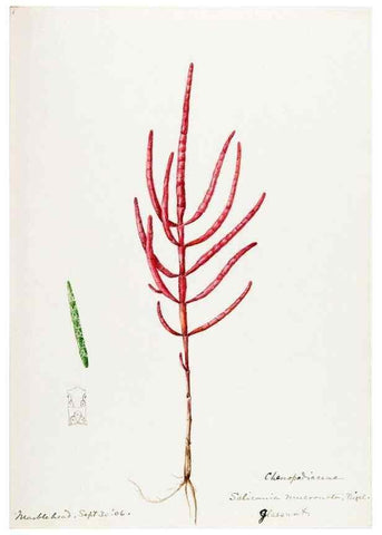 Reproducción/Reproduction 48787627018: [Water-color sketches of plants of North America and Europe]. . 