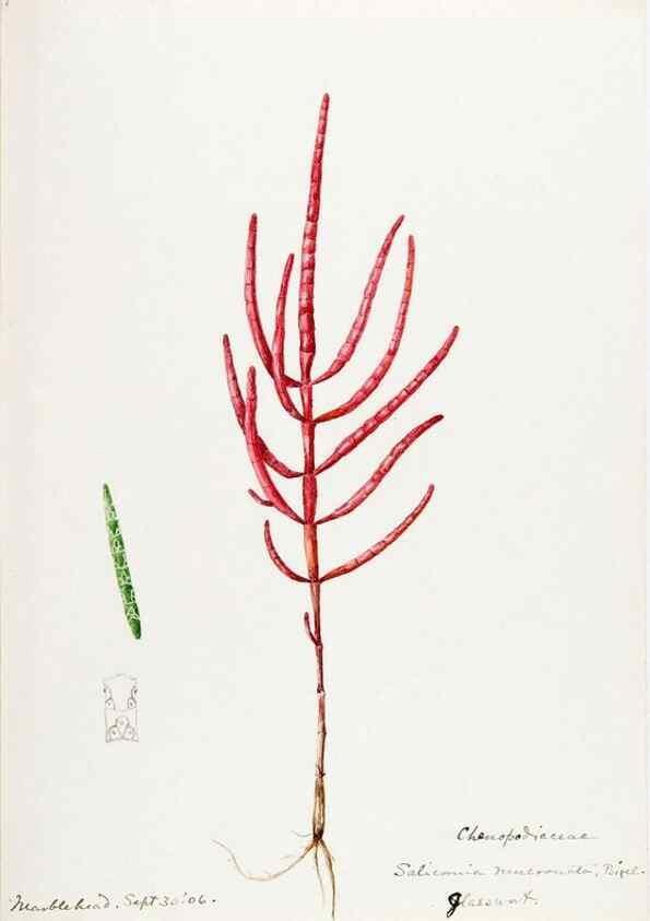 Reproducción/Reproduction 48787627018: [Water-color sketches of plants of North America and Europe]. . 