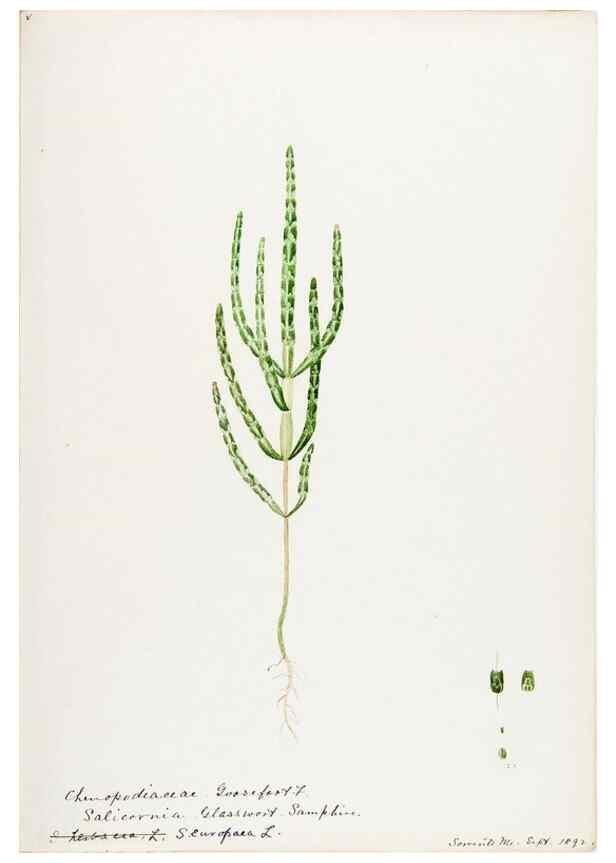 Reproducción/Reproduction 48787627483: [Water-color sketches of plants of North America and Europe]. . 