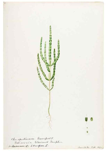 Reproducción/Reproduction 48787627483: [Water-color sketches of plants of North America and Europe]. . 