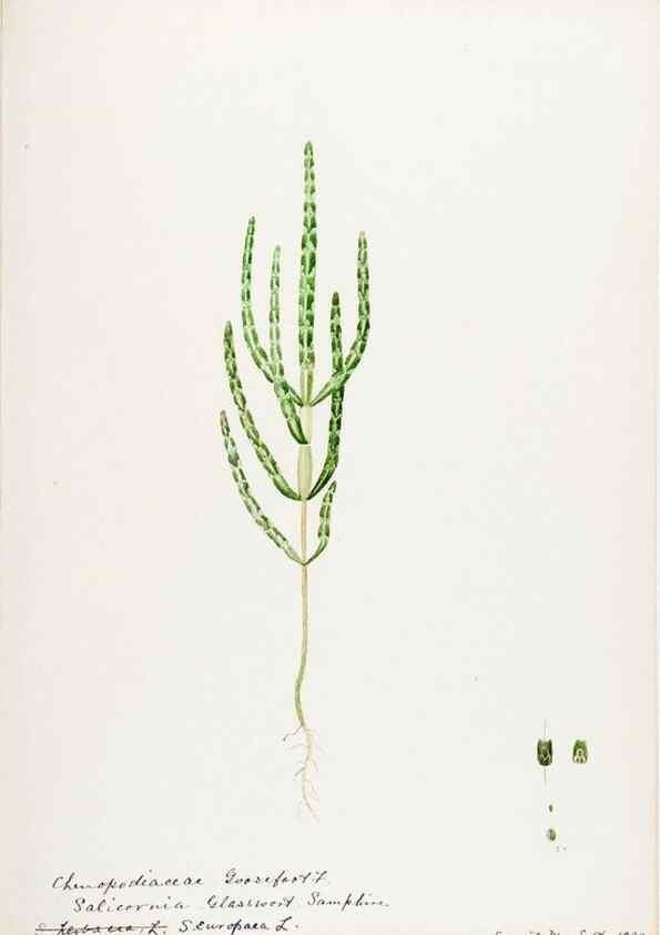 Reproducción/Reproduction 48787627483: [Water-color sketches of plants of North America and Europe]. . 