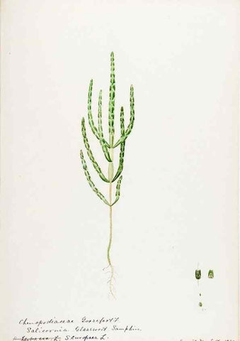 Reproducción/Reproduction 48787627483: [Water-color sketches of plants of North America and Europe]. . 