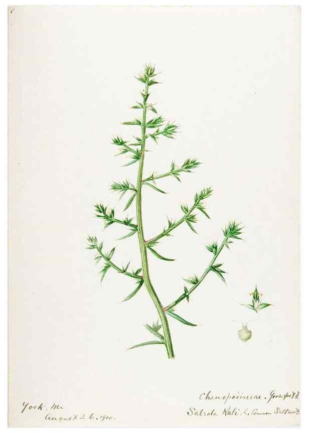 Reproducción/Reproduction 48788138952: [Water-color sketches of plants of North America and Europe]. . 