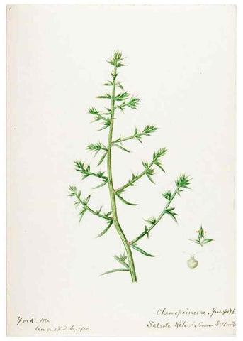 Reproducción/Reproduction 48788138952: [Water-color sketches of plants of North America and Europe]. . 
