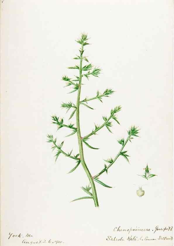 Reproducción/Reproduction 48788138952: [Water-color sketches of plants of North America and Europe]. . 