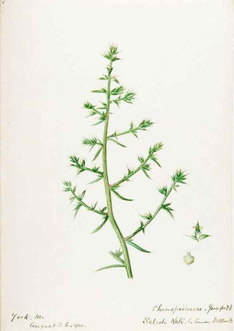 Reproducción/Reproduction 48788138952: [Water-color sketches of plants of North America and Europe]. . 
