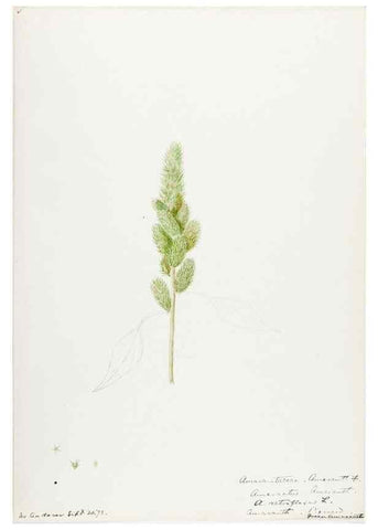 Reproducción/Reproduction 48787628158: [Water-color sketches of plants of North America and Europe]. . 