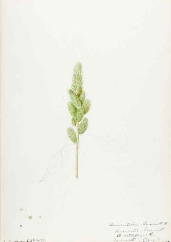 Reproducción/Reproduction 48787628158: [Water-color sketches of plants of North America and Europe]. . 