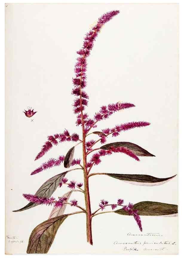 Reproducción/Reproduction 48787991166: [Water-color sketches of plants of North America and Europe]. . 