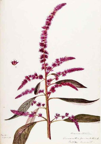 Reproducción/Reproduction 48787991166: [Water-color sketches of plants of North America and Europe]. . 