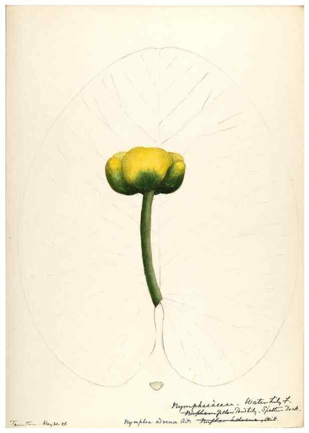 Reproducción/Reproduction 48788083621: [Water-color sketches of plants of North America and Europe]. . 