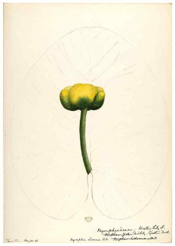 Reproducción/Reproduction 48788083621: [Water-color sketches of plants of North America and Europe]. . 