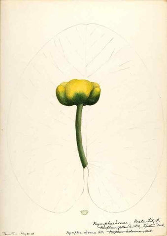 Reproducción/Reproduction 48788083621: [Water-color sketches of plants of North America and Europe]. . 