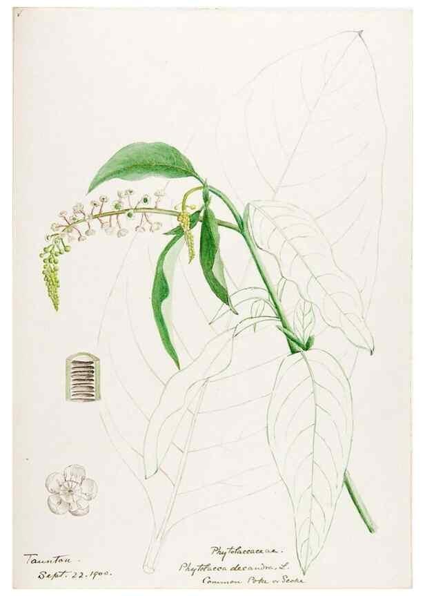 Reproducción/Reproduction 48788140012: [Water-color sketches of plants of North America and Europe]. . 