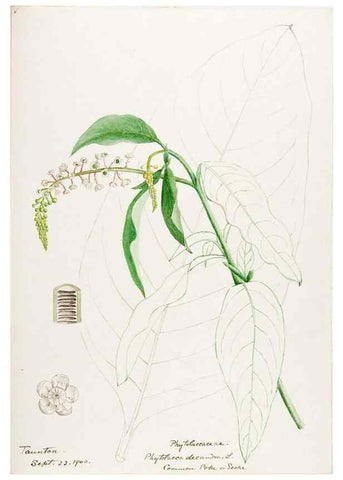 Reproducción/Reproduction 48788140012: [Water-color sketches of plants of North America and Europe]. . 