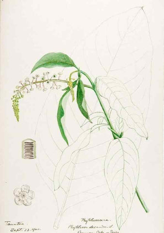 Reproducción/Reproduction 48788140012: [Water-color sketches of plants of North America and Europe]. . 