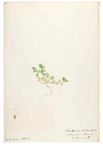 Reproducción/Reproduction 48787992136: [Water-color sketches of plants of North America and Europe]. . 
