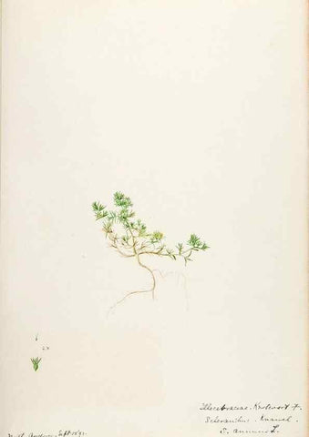 Reproducción/Reproduction 48787992136: [Water-color sketches of plants of North America and Europe]. . 