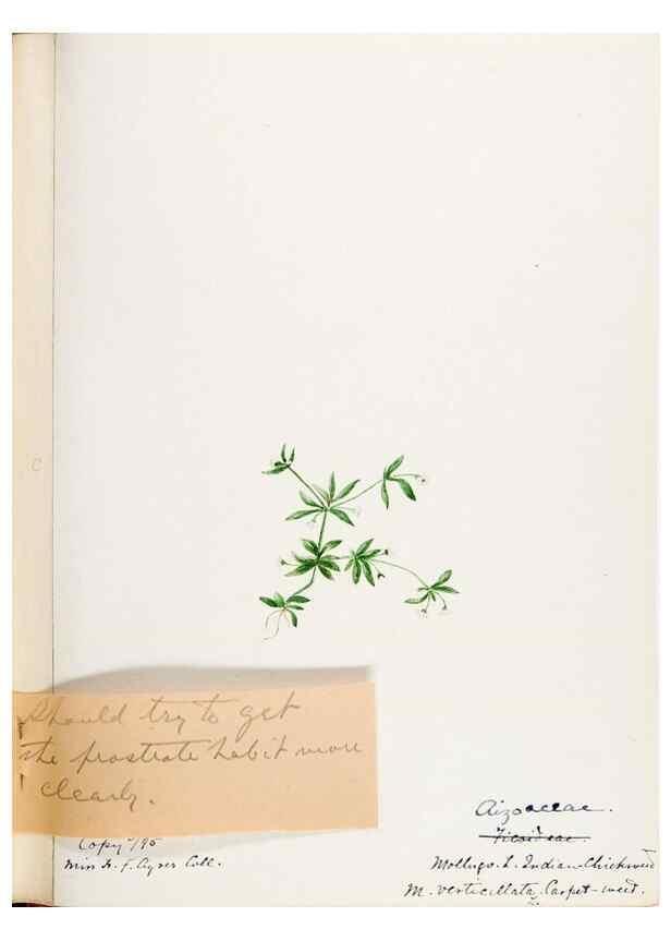 Reproducción/Reproduction 48787992526: [Water-color sketches of plants of North America and Europe]. . 