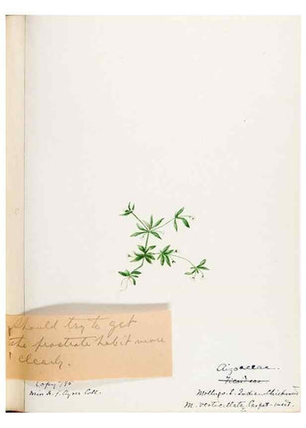 Reproducción/Reproduction 48787992526: [Water-color sketches of plants of North America and Europe]. . 