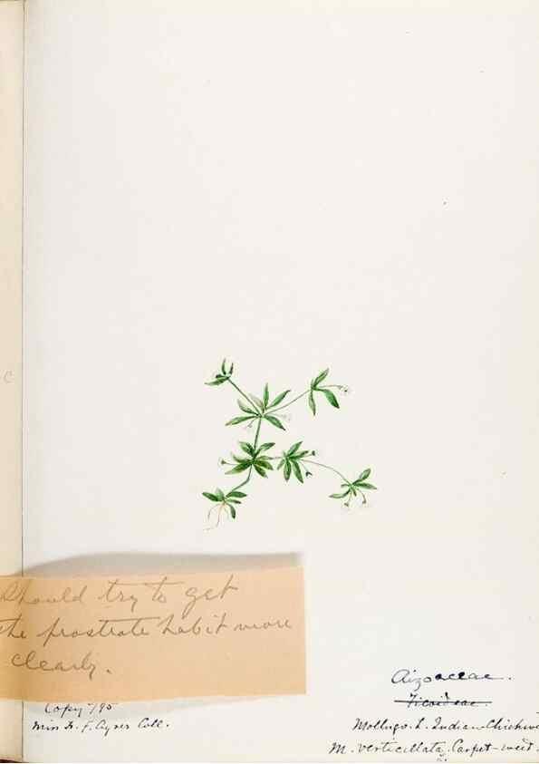 Reproducción/Reproduction 48787992526: [Water-color sketches of plants of North America and Europe]. . 