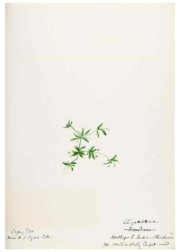 Reproducción/Reproduction 48787630213: [Water-color sketches of plants of North America and Europe]. . 